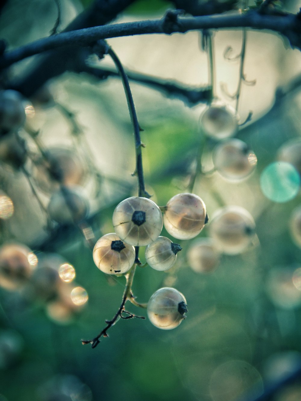 a bunch of bubbles hanging from a tree branch