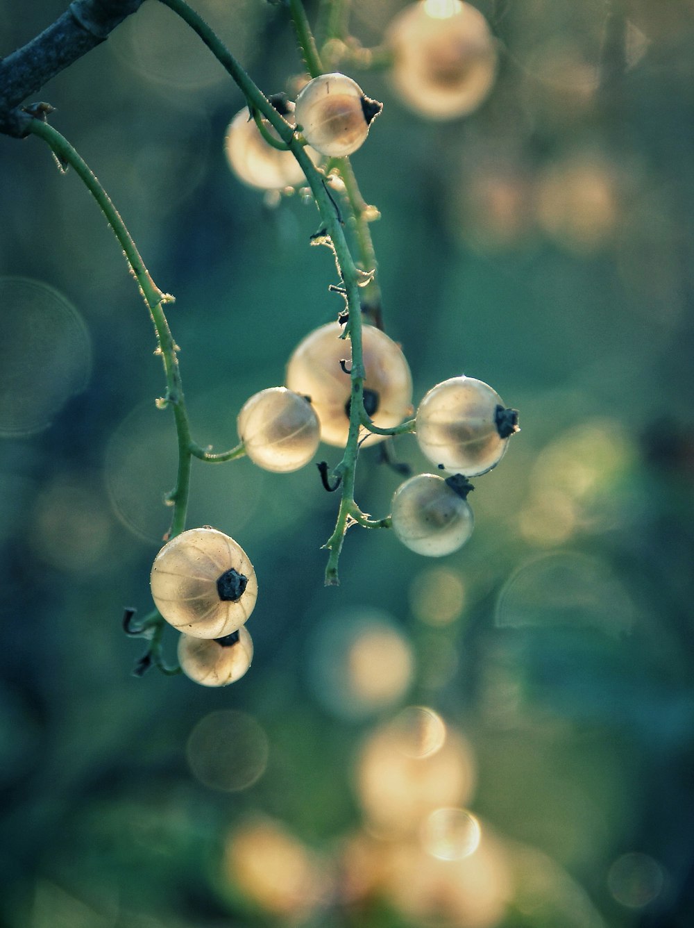 a bunch of flowers that are on a branch