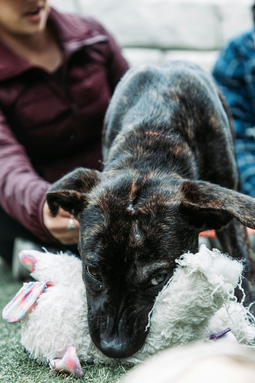 a dog is playing with a stuffed animal