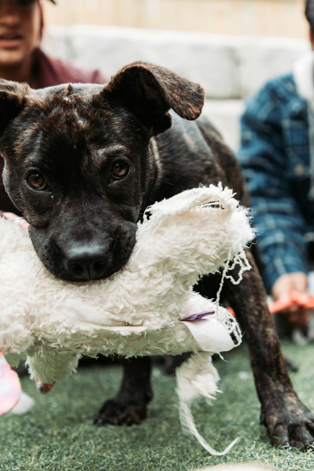 a dog holding a stuffed animal in its mouth