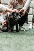 A black and brown dog is being petted by two people while on a leash. The setting appears to be outdoors on grass, possibly in a park or yard, with a metal fence in the background. The people are wearing casual clothing and seem to be gently interacting with the dog.