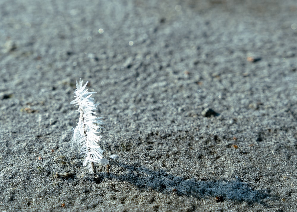 a small white feather on a sandy beach