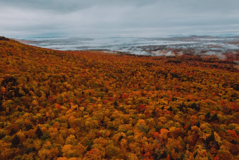 an aerial view of a forest in autumn