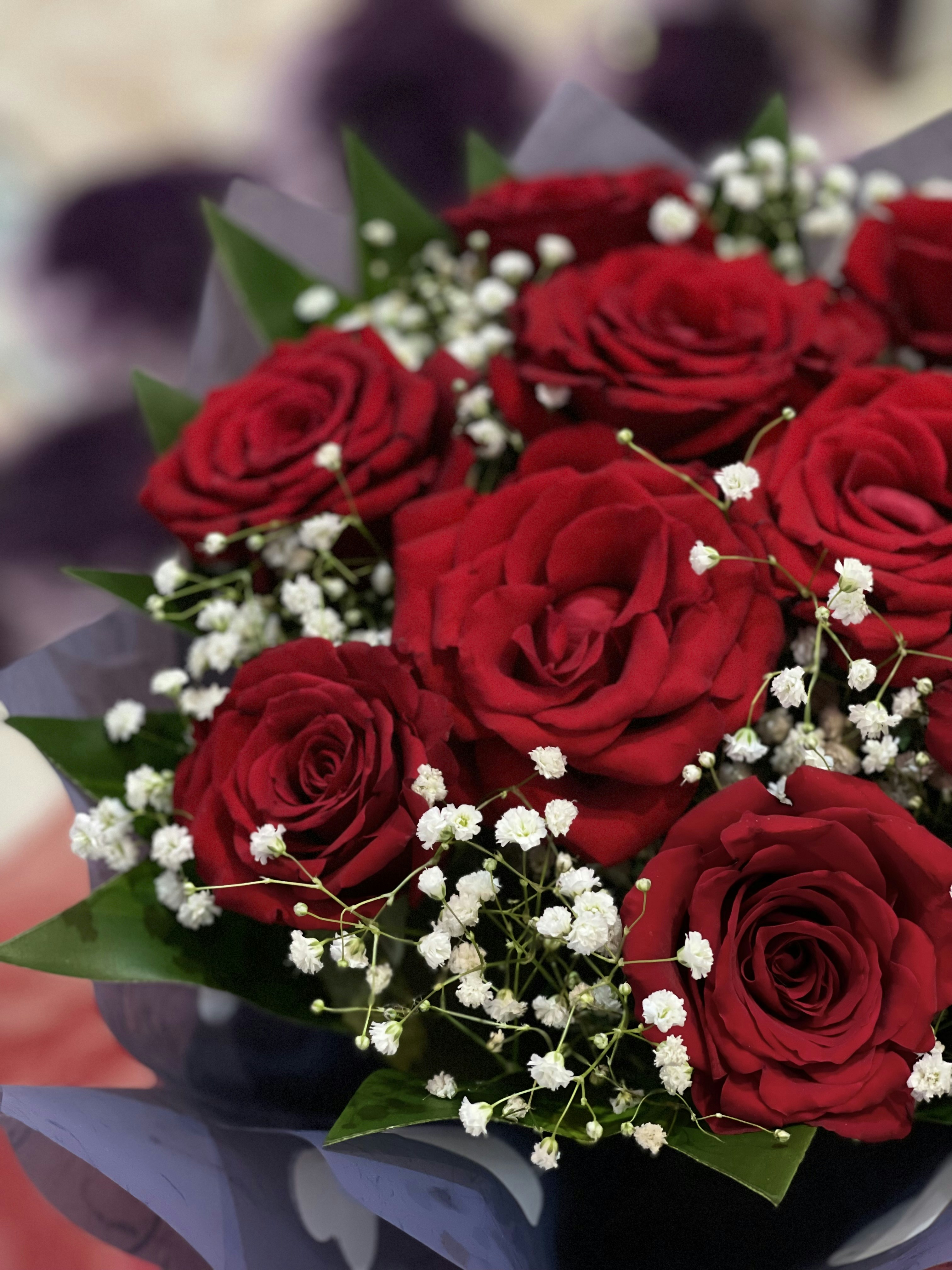 Stunning red rose bouquet with baby breath flowers wrapped in purple organza ribbon, white background bright studio