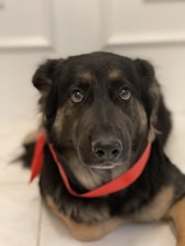 A German Shepherd-like dog with a long black and tan coat wearing a red ribbon around its neck. The dog has big, expressive eyes and is lying on a light-colored surface indoors.