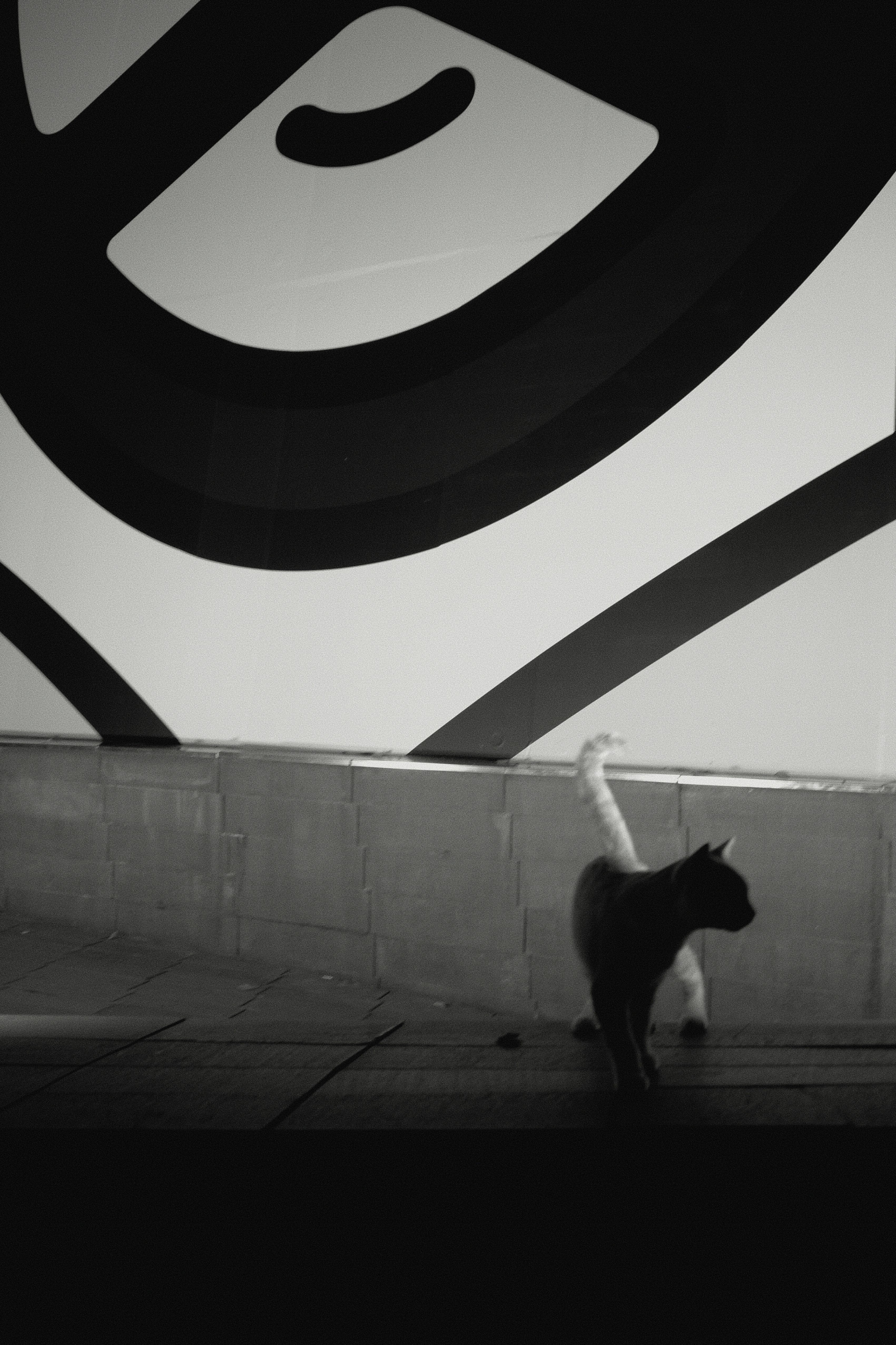 Air Travel With a Turkish Van (image credits: unsplash)