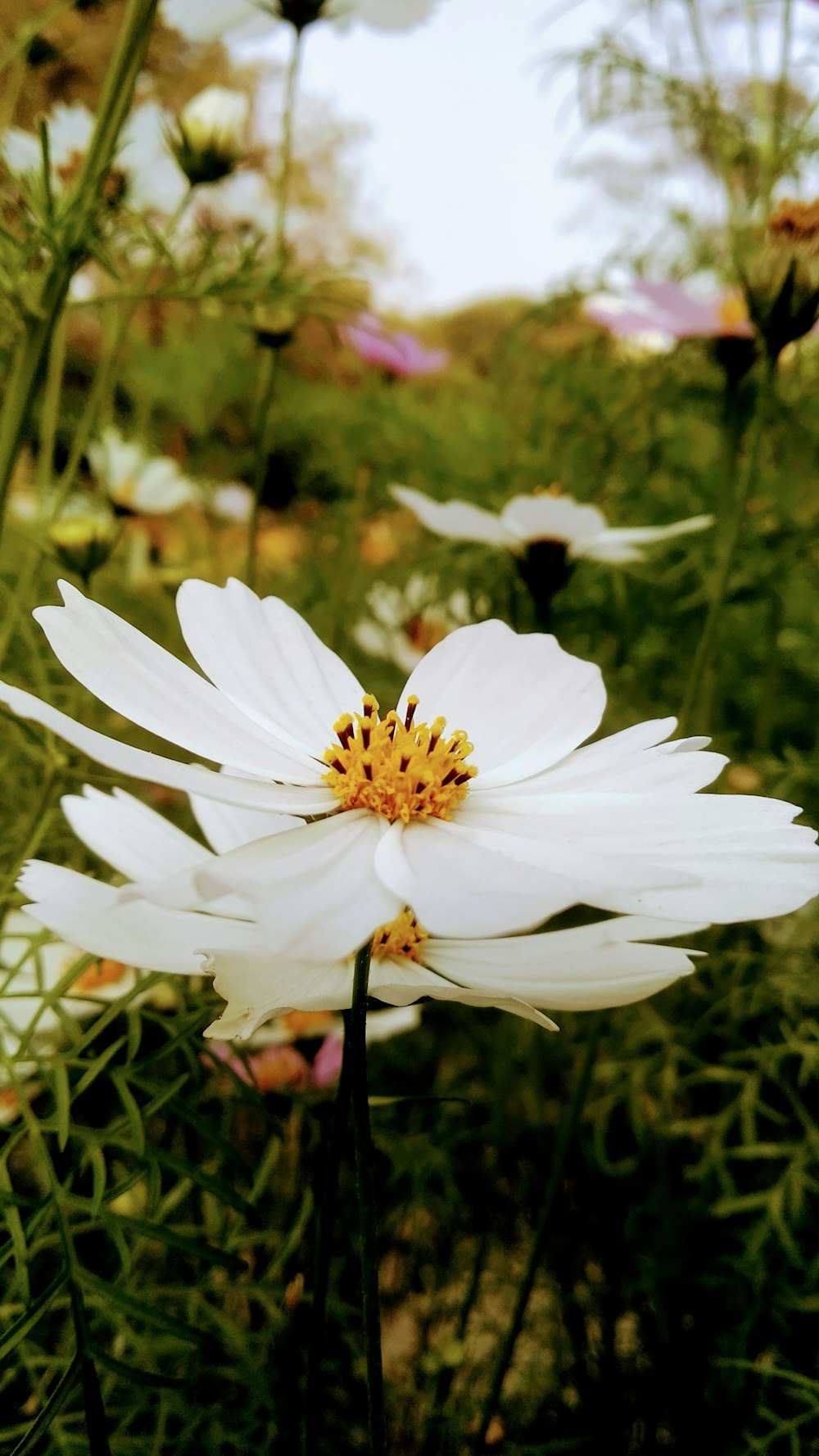 a close up of a white flower in a field