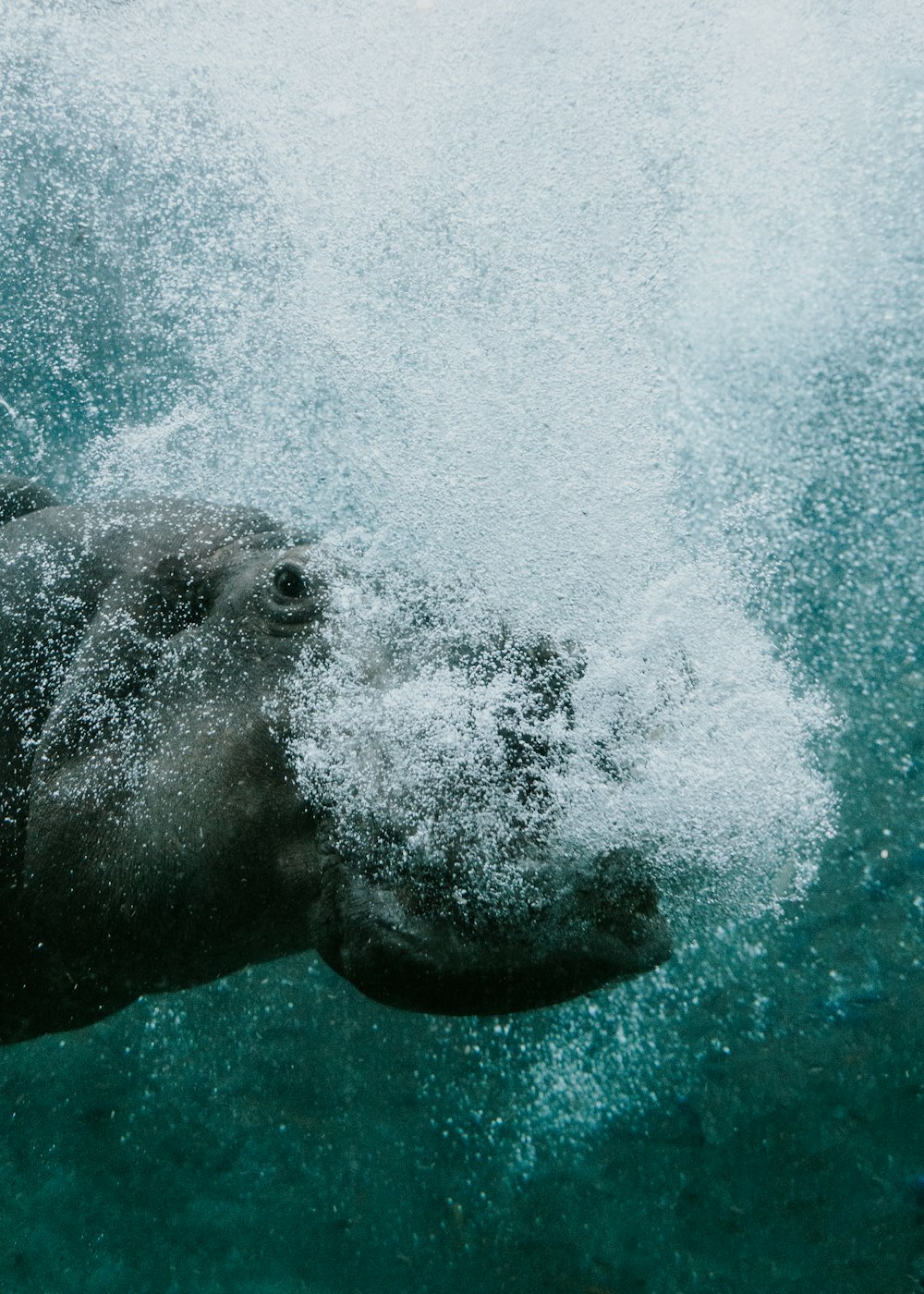Un animal grande nadando en un cuerpo de agua