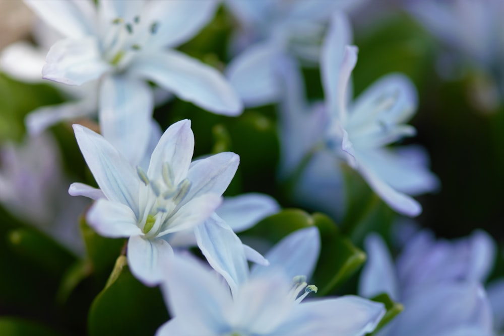 a close up of a bunch of blue flowers