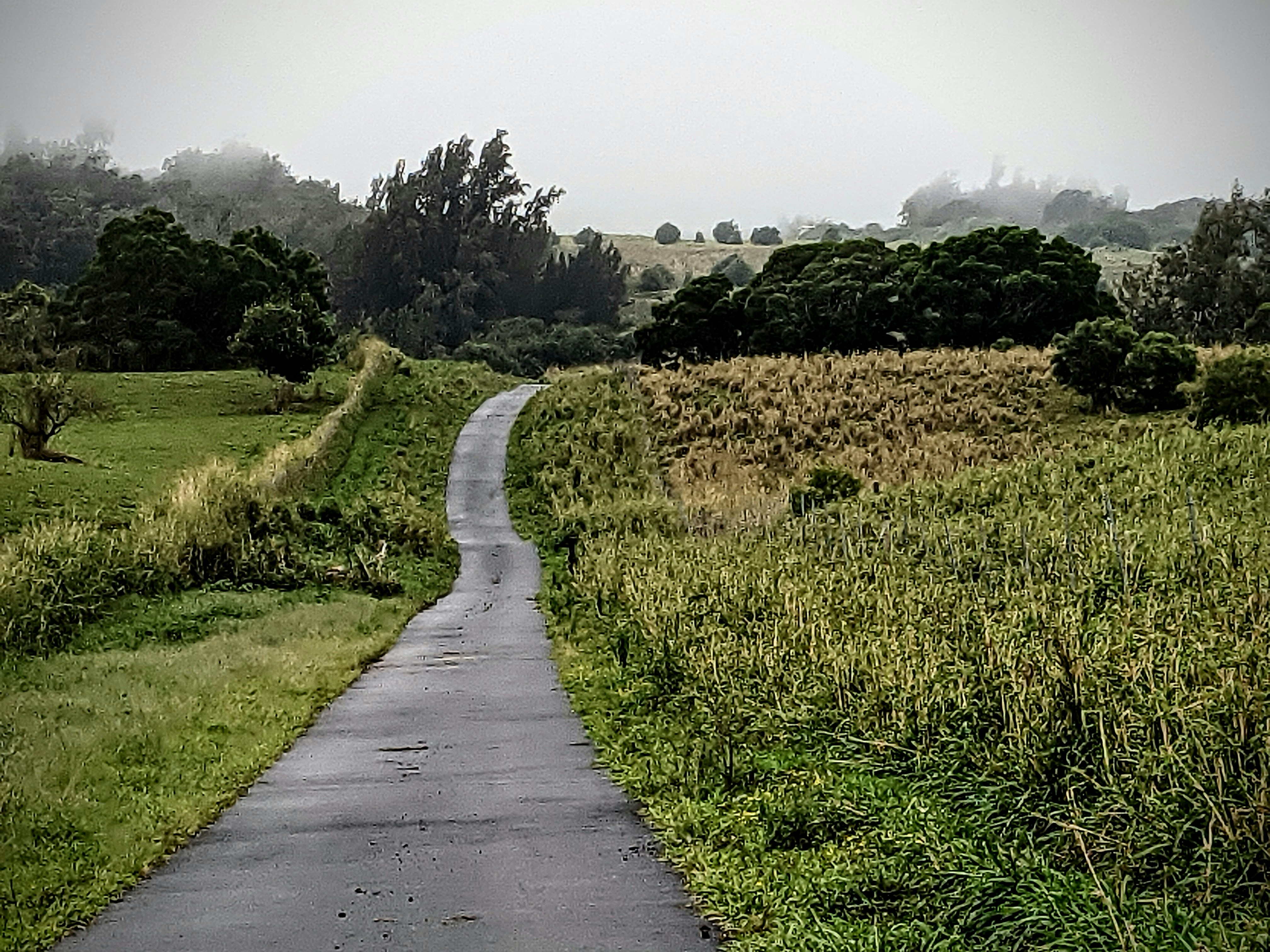 a road in the middle of a lush green field