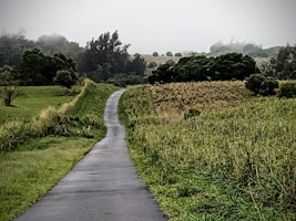 a road in the middle of a lush green field
