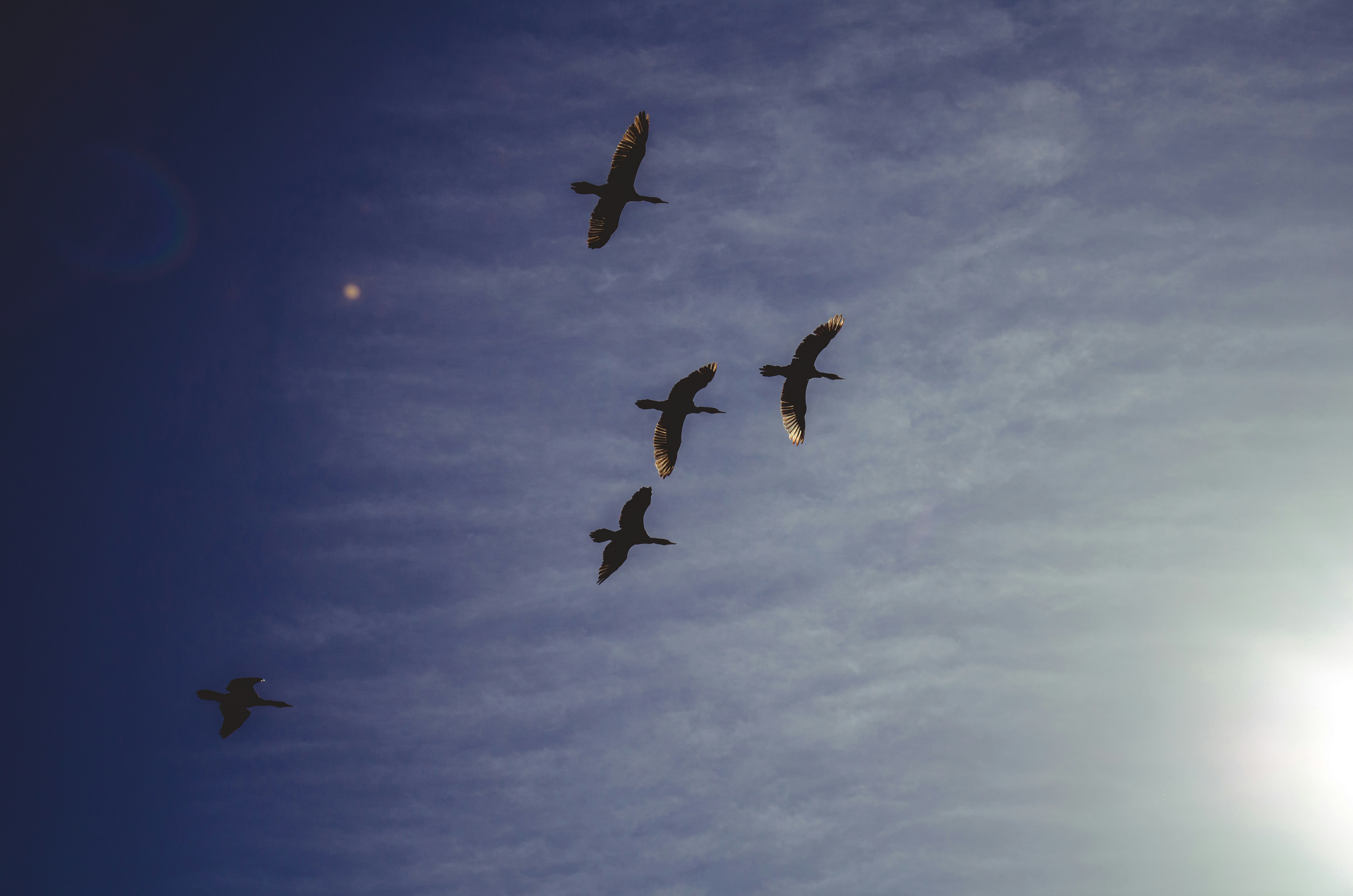 a group of birds flying through a blue sky