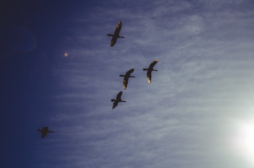 a group of birds flying through a blue sky