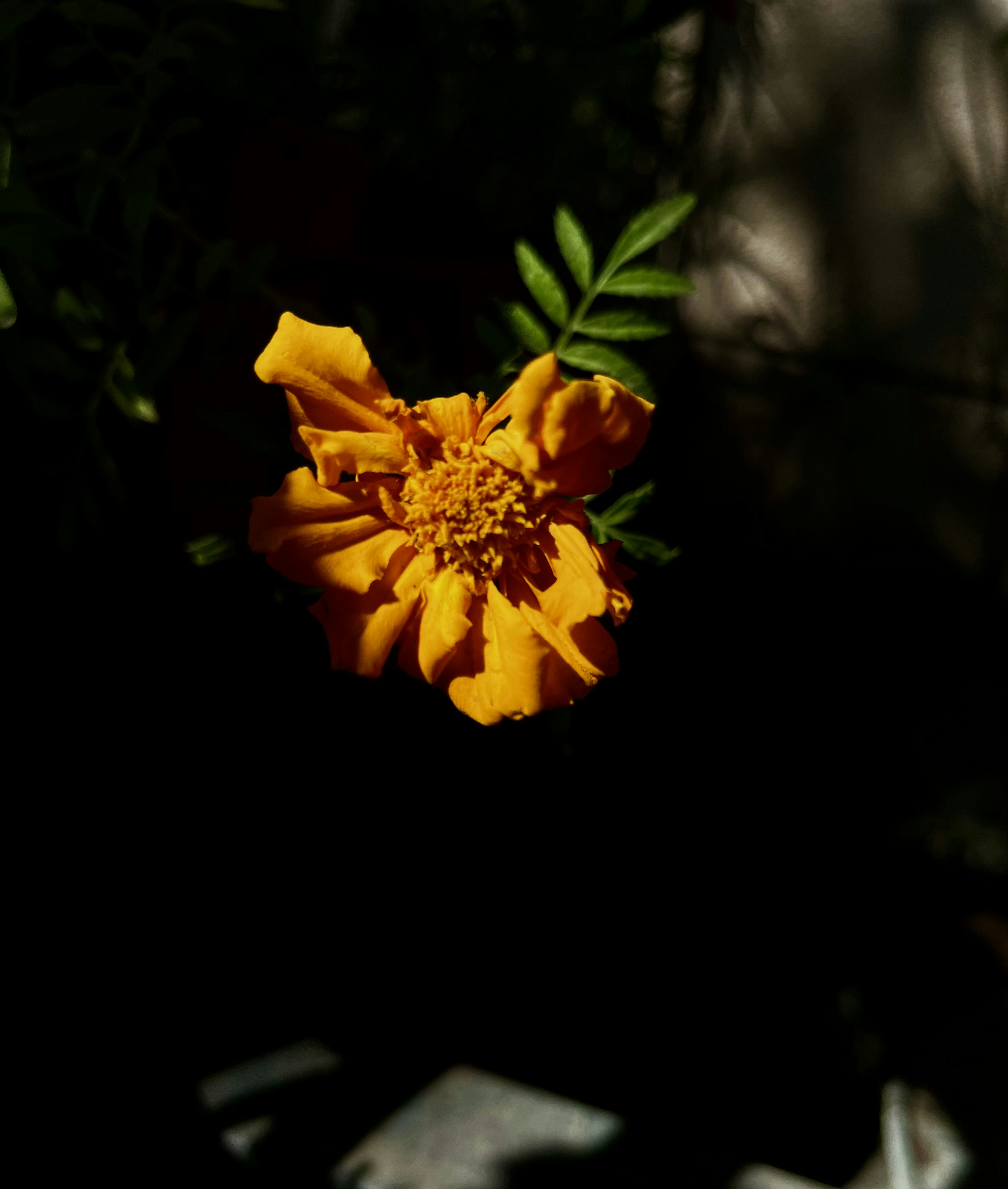 a yellow flower with green leaves on a black background