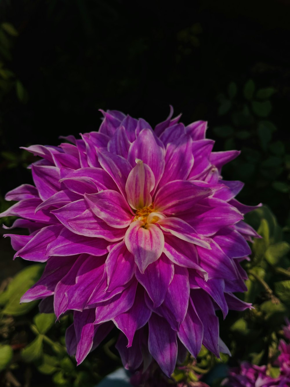 a close up of a purple flower with green leaves