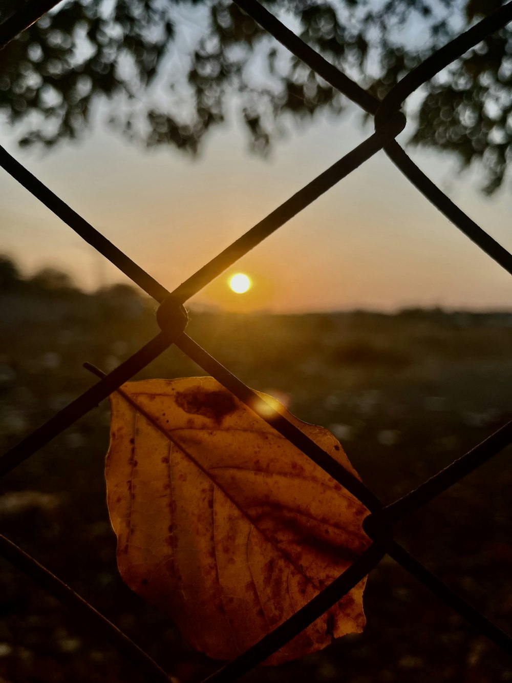 a leaf sitting on top of a metal fence