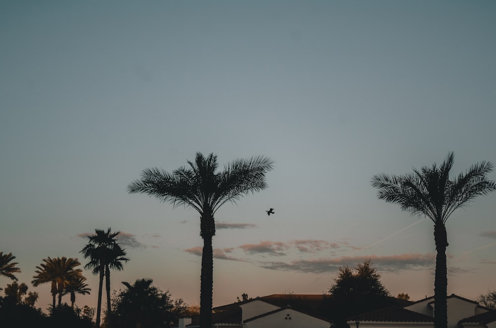 a plane flying in the sky over palm trees