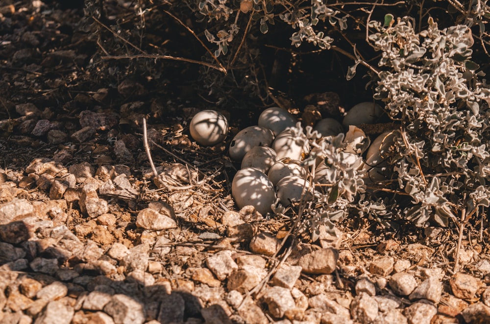 a bunch of eggs that are in the dirt