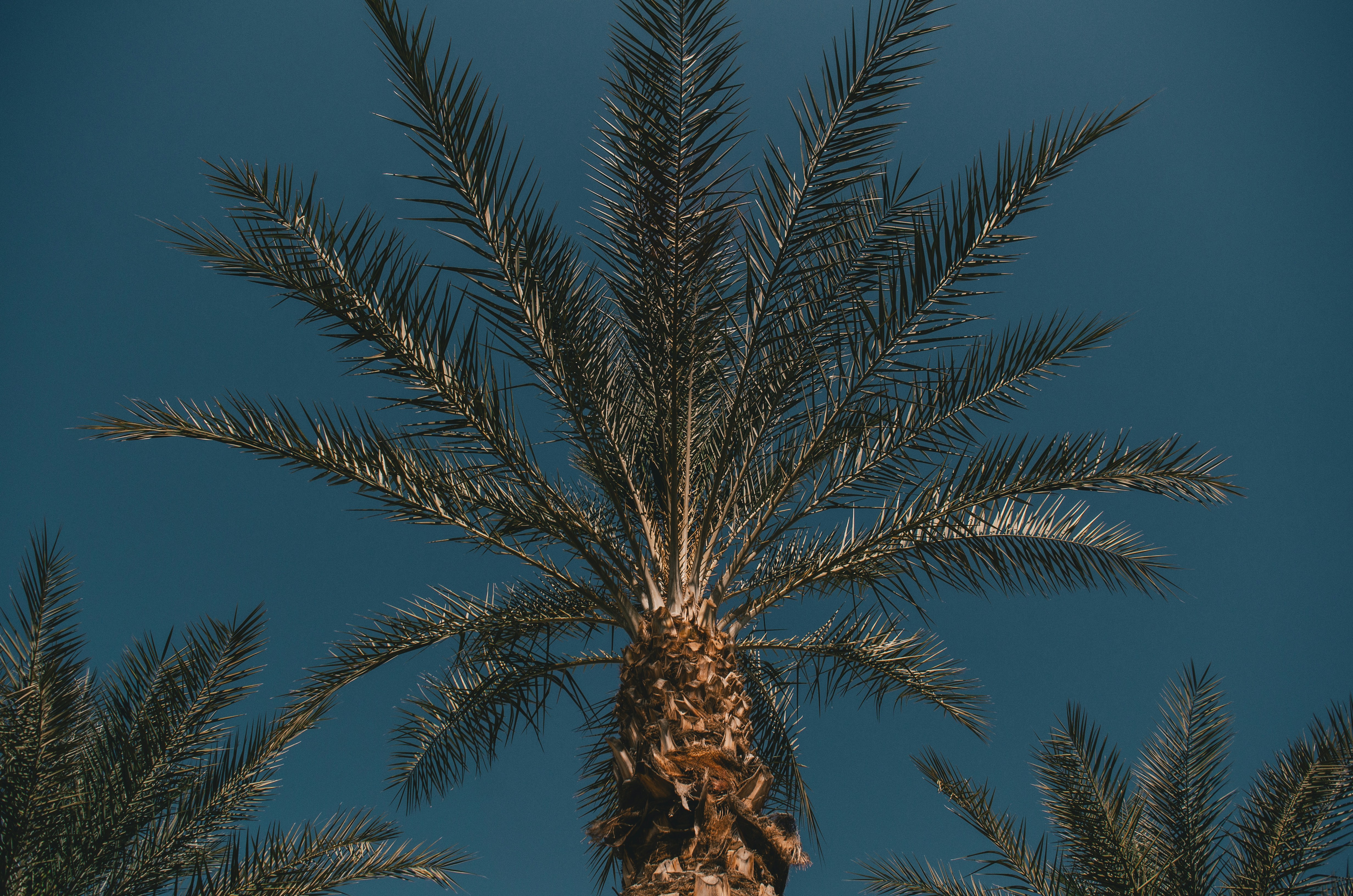a palm tree with a blue sky in the background