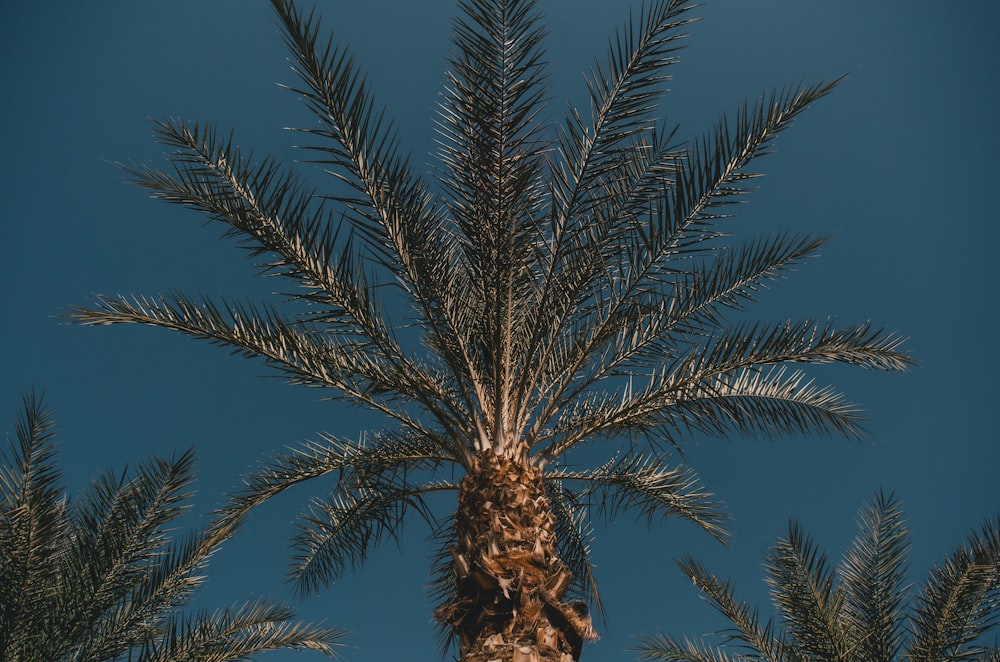 a palm tree with a blue sky in the background