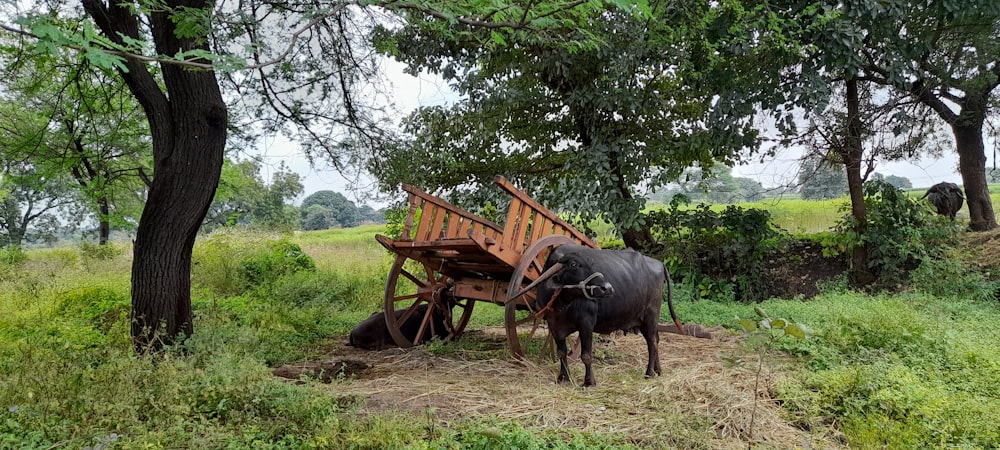 a cow standing next to a wooden cart