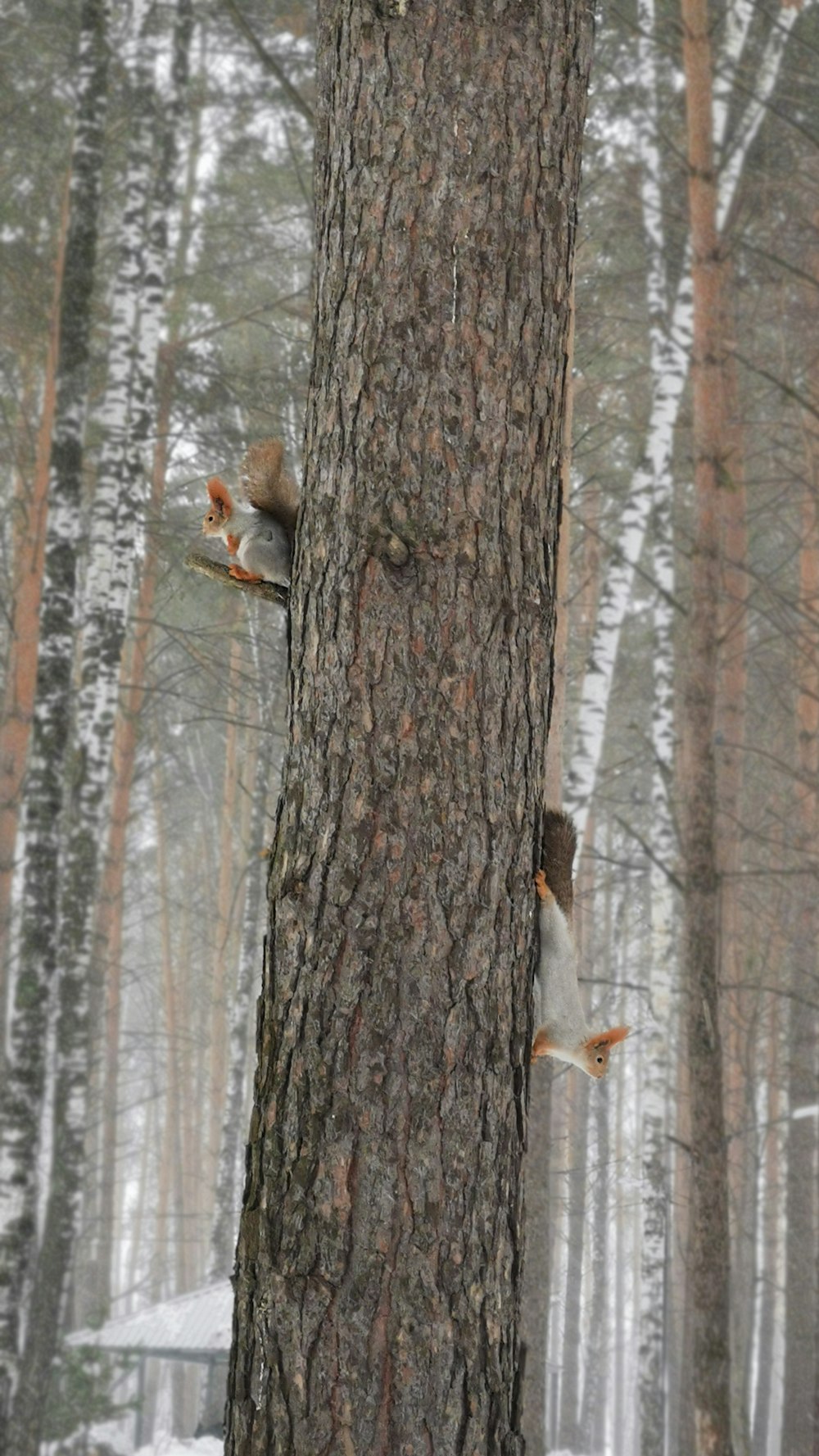 a squirrel climbing up a tree in the woods
