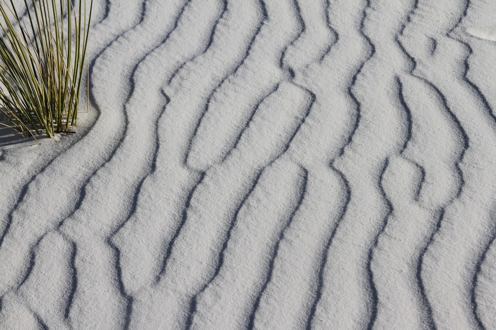 a plant is in the middle of the snow