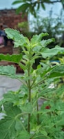 A close-up view of a tall, green leafy plant, possibly basil or tulsi, with a backdrop of a blurred, rustic brick structure and hints of other greenery. The leaves are a vibrant green, and the plant appears healthy and thriving in an outdoor setting.