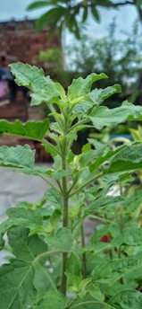 A close-up view of a tall, green leafy plant, possibly basil or tulsi, with a backdrop of a blurred, rustic brick structure and hints of other greenery. The leaves are a vibrant green, and the plant appears healthy and thriving in an outdoor setting.
