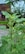Close-up of hands holding a healthy tulsi plant with green leaves.