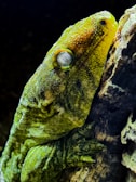 Close-up of a vibrant gecko perched on a leaf showcasing its detailed skin texture