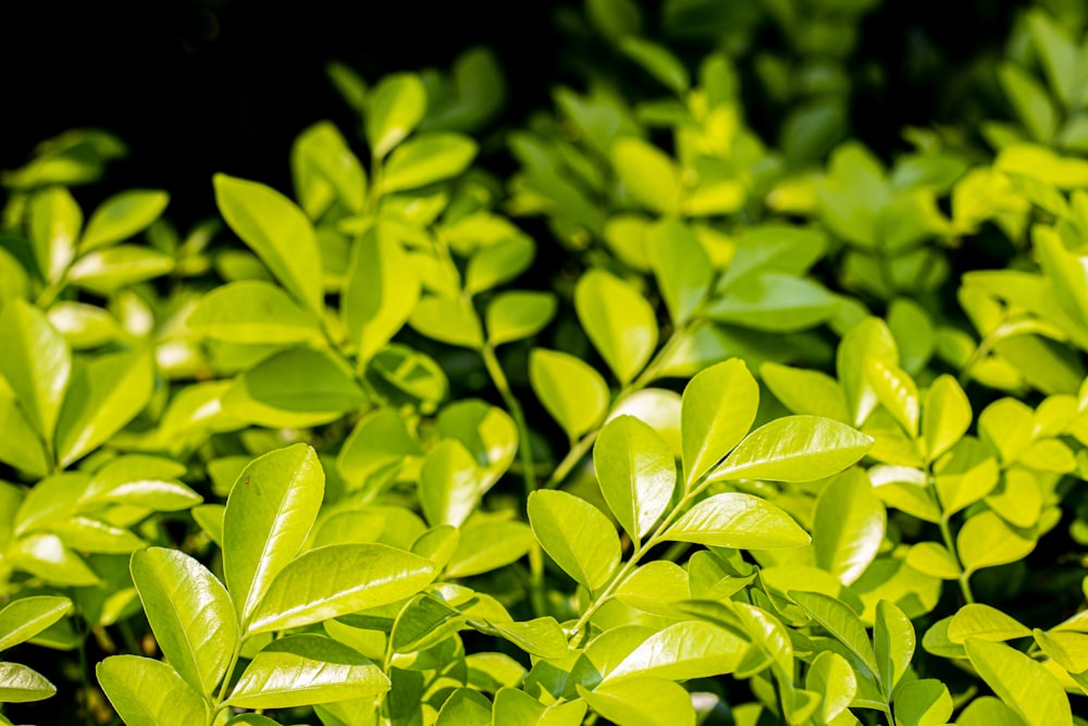 a close up of a bush with green leaves