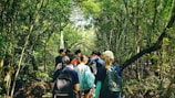 A group of people is walking on a narrow path in a lush, dense forest. The individuals are wearing backpacks and casual clothing, suggesting a nature walk or hike. Sunlight filters through the canopy, casting dappled light on the path and highlighting the vibrant green foliage.