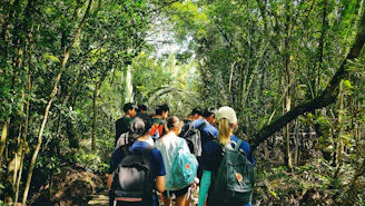 The gang trekking through a sun-dappled forest path, backpacks and binoculars in hand.