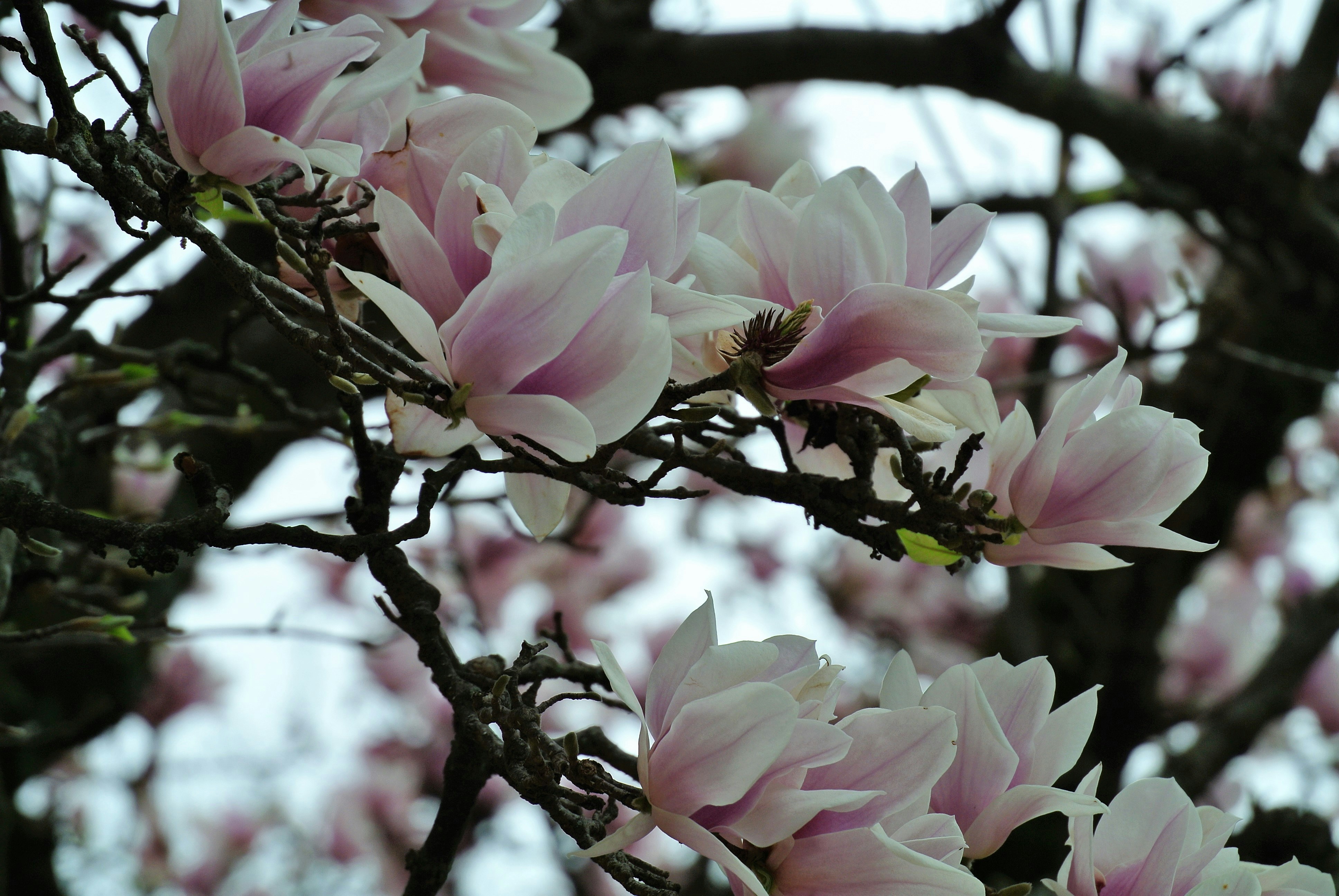 Photo by arkansas007