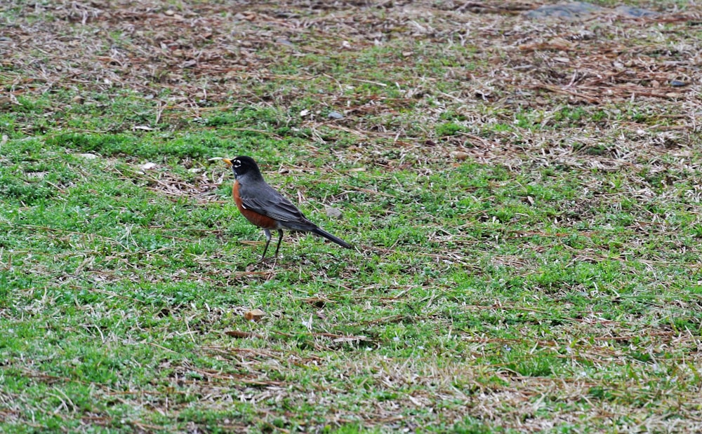 a small bird standing on top of a lush green field