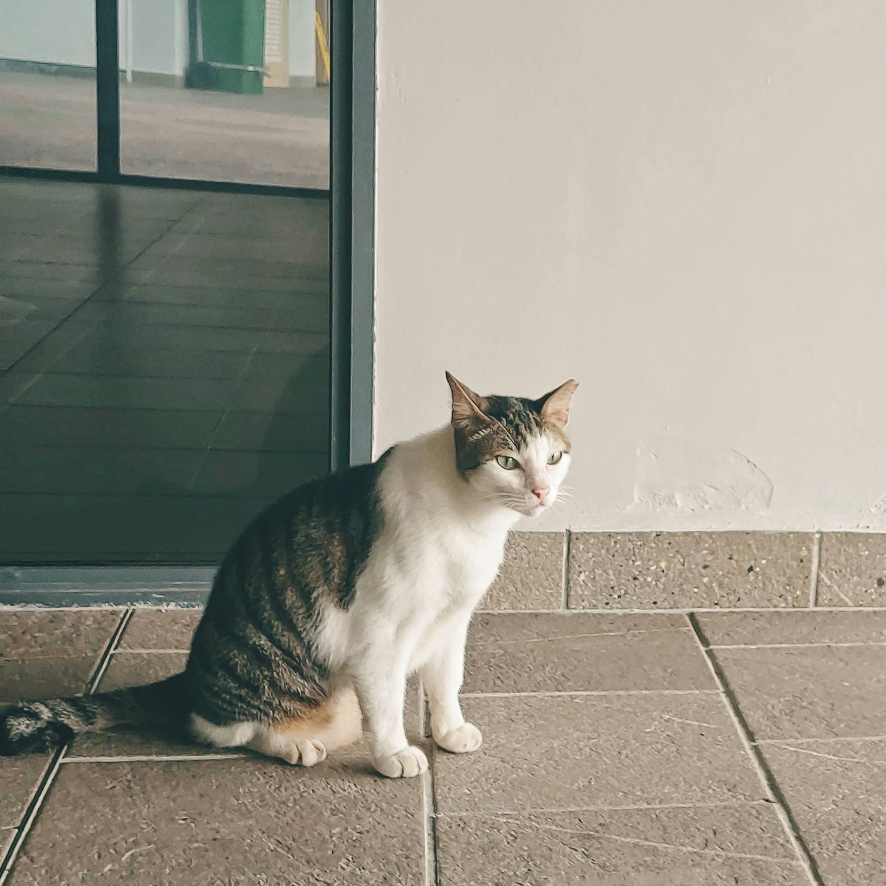 a cat sitting on the ground in front of a door