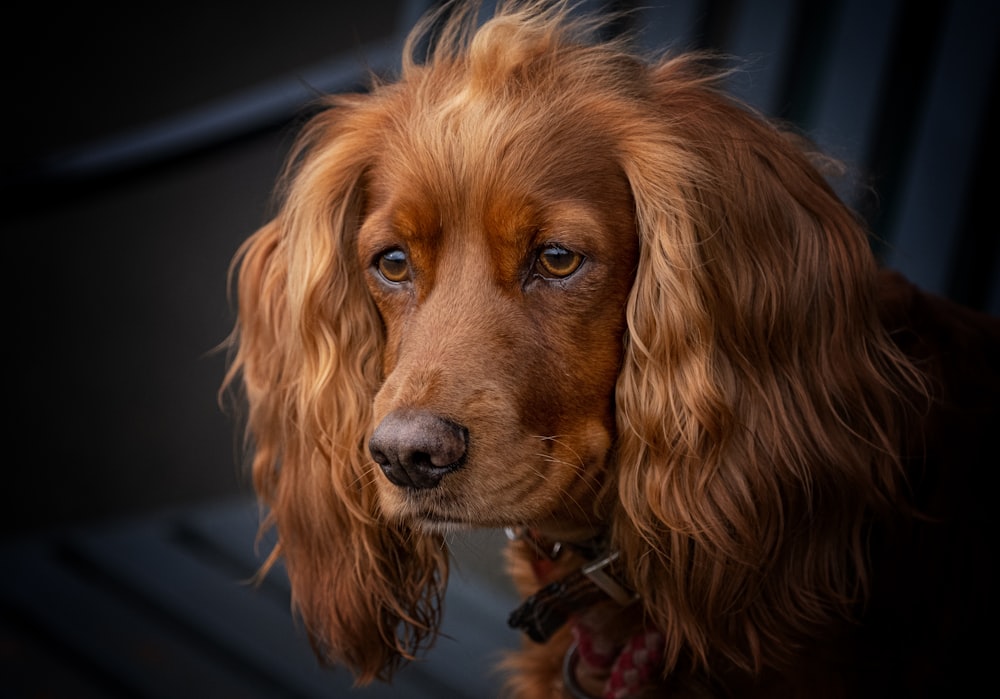 a close up of a brown dog with a collar