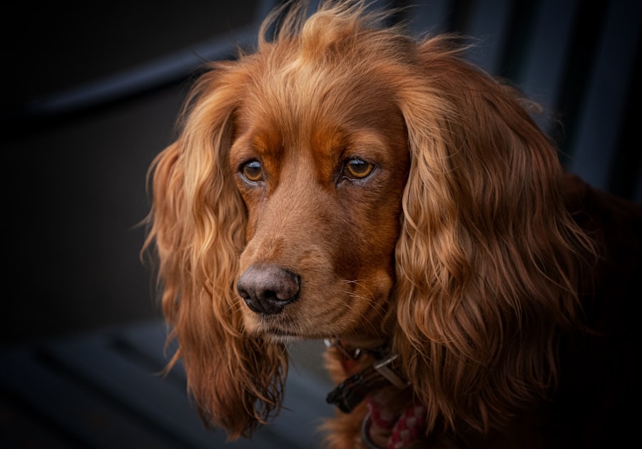 Cocker spaniel with long floppy ears, a breed prone to ear infections