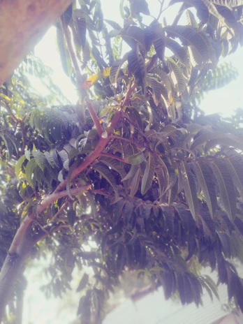Sunlight filtering through lush branches of a well-maintained garden tree.