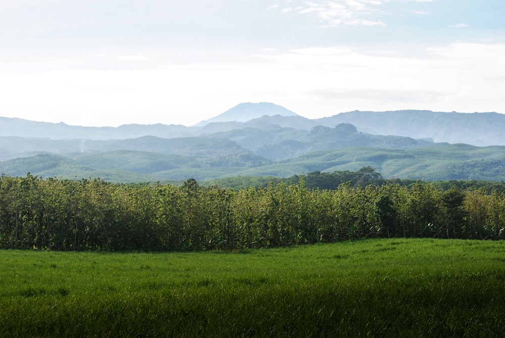 a lush green field with mountains in the background