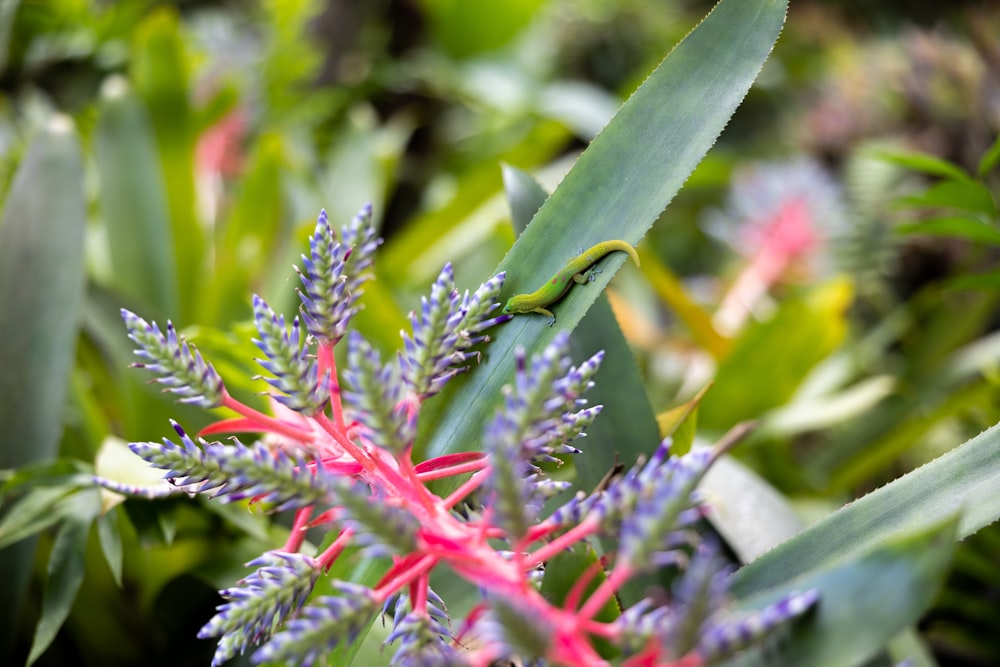 a green lizard sitting on top of a purple flower