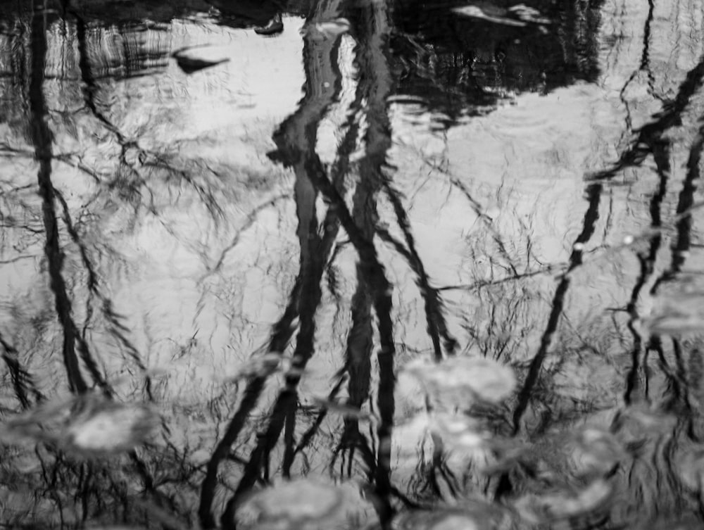 a black and white photo of trees reflected in water