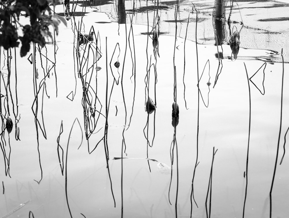 a black and white photo of water and plants