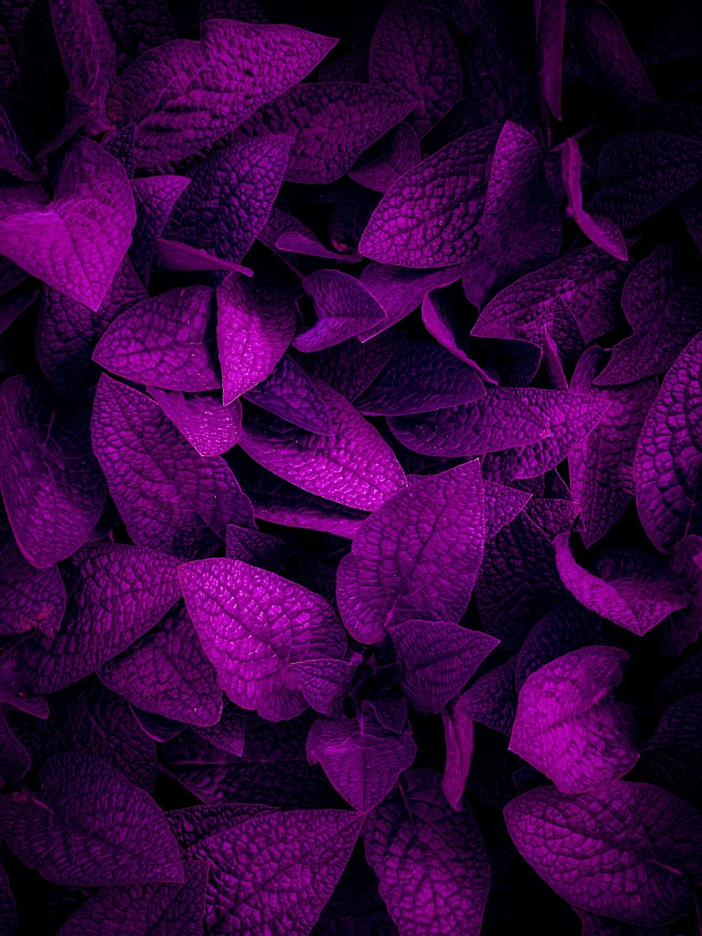 a bunch of purple leaves that are in the dark
