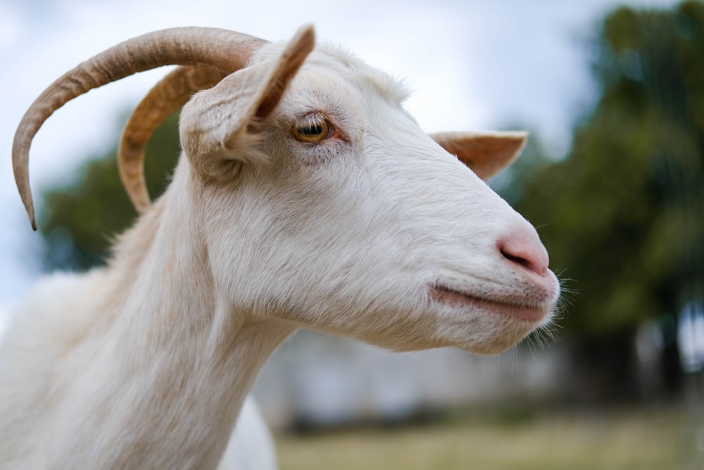 a close up of a goat with long horns