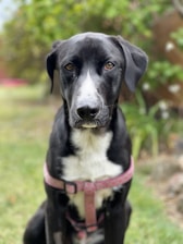 A black dog with white markings on its chest and nose is wearing a pink harness, sitting on green grass with blurred foliage in the background, creating a natural outdoor setting.