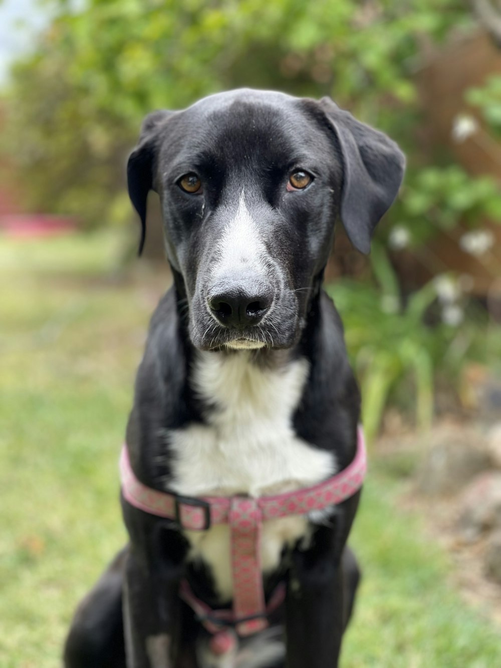 a black and white dog sitting in the grass