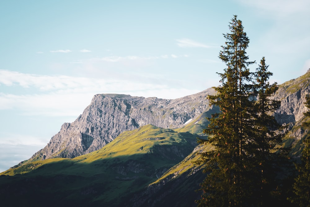 a view of a mountain with a tree in the foreground