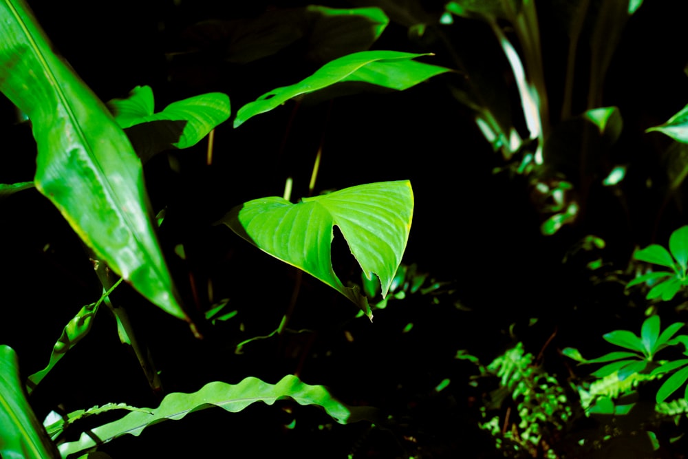a close up of a leafy plant in the dark
